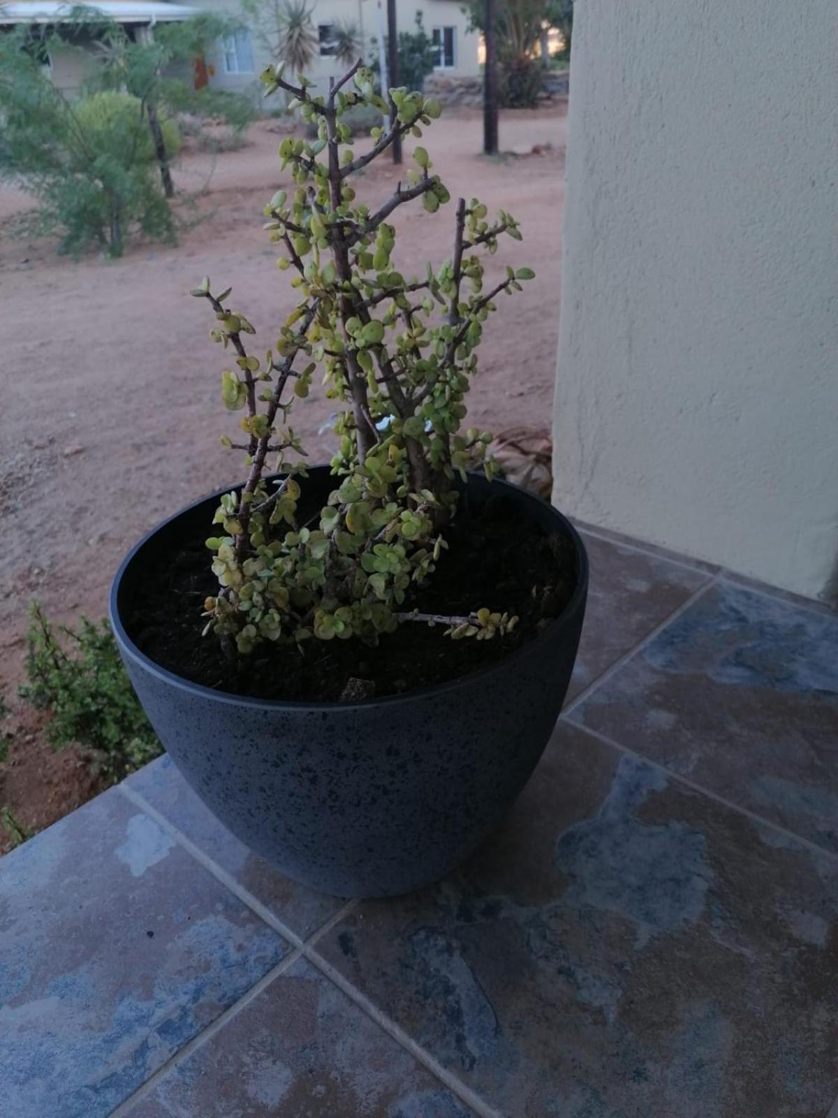 جلوسوب Apollis Cottage المظهر الخارجي الصورة